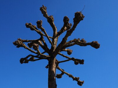 Tree kahl truncate