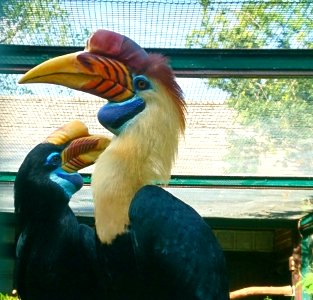 Helmhornvogel (Aceros cassidix)