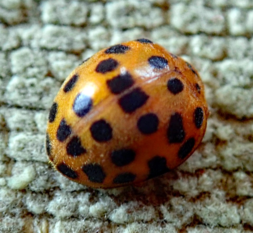 Henosepilachna vigintioctopunctata 31070855