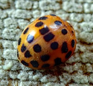 Henosepilachna vigintioctopunctata 31070855