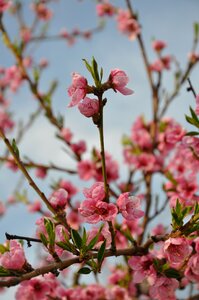 Peach flower spring flower blossom