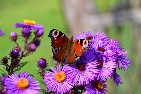 Bloom insect purple photo