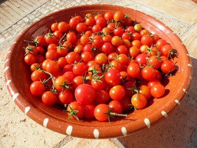 Food tomato vegetable photo
