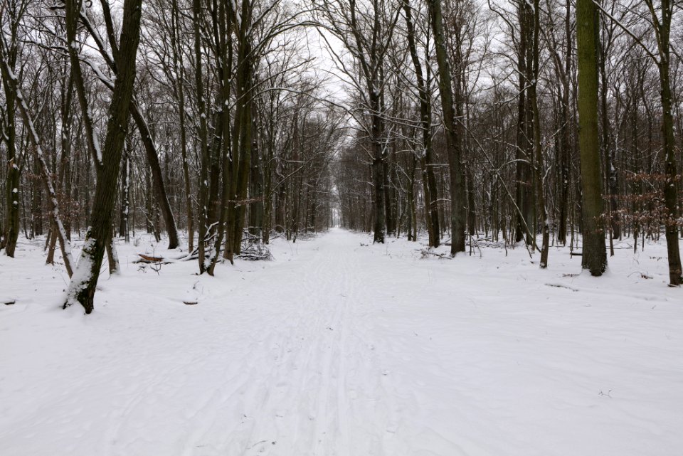 Hennigsdorfer Neuendorfer Heide with snow 2021-02-09 60