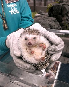 Hedgehog animals and you LA zoo photo