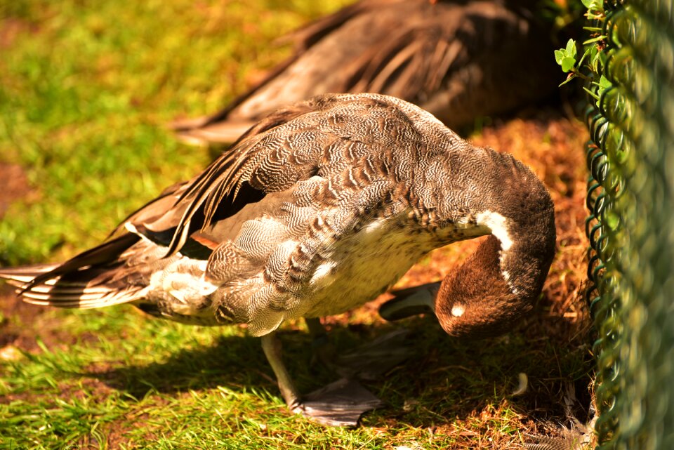 Animal water bird nature