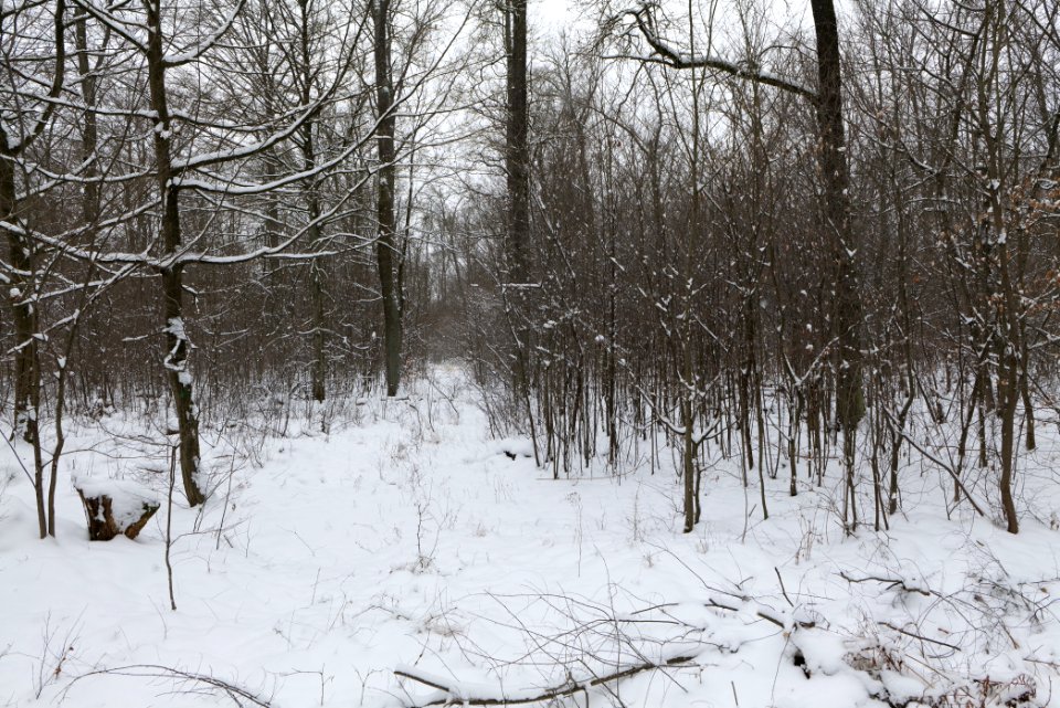 Hennigsdorfer Neuendorfer Heide with snow 2021-02-09 76