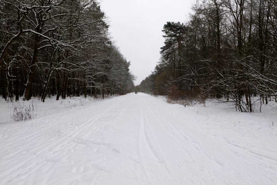 Hennigsdorfer Neuendorfer Heide with snow 2021-02-09 07