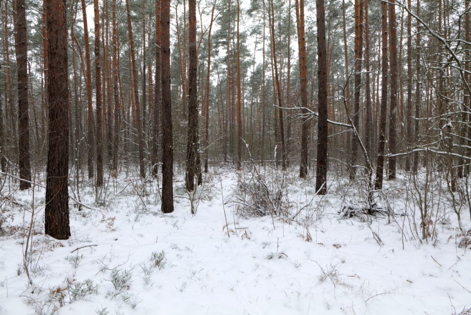 Hennigsdorfer Neuendorfer Heide with snow 2021-02-09 14