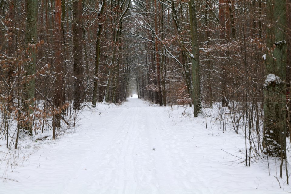 Hennigsdorfer Neuendorfer Heide with snow 2021-02-09 11