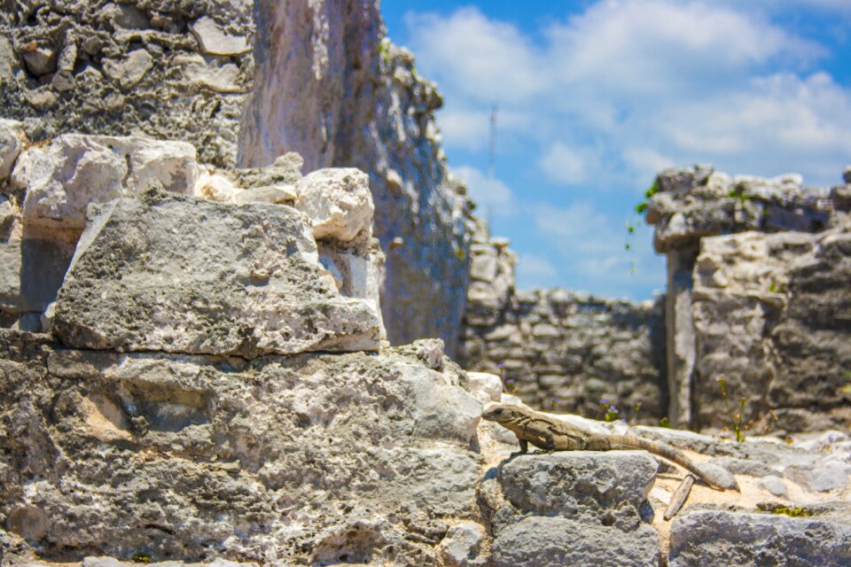 Reptile stones mexico