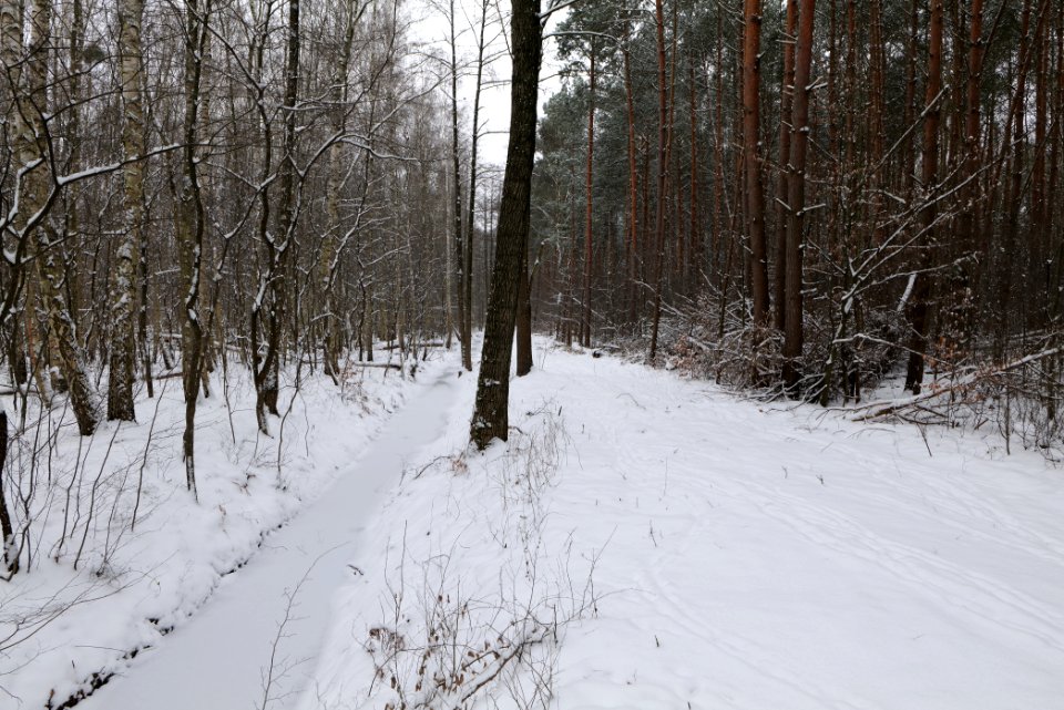 Hennigsdorfer Neuendorfer Heide with snow 2021-02-09 86