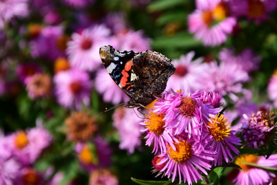 Bloom insect purple