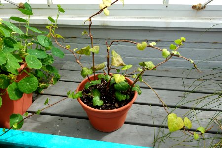 Hedera colchica - Lyman Plant House, Smith College - DSC01926