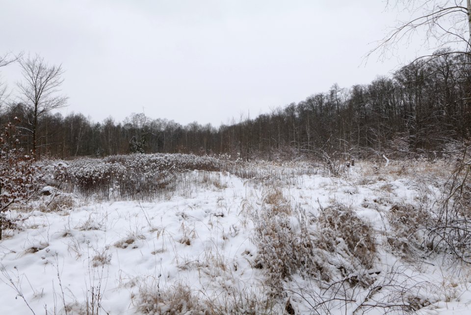 Hennigsdorfer Neuendorfer Heide with snow 2021-02-09 49