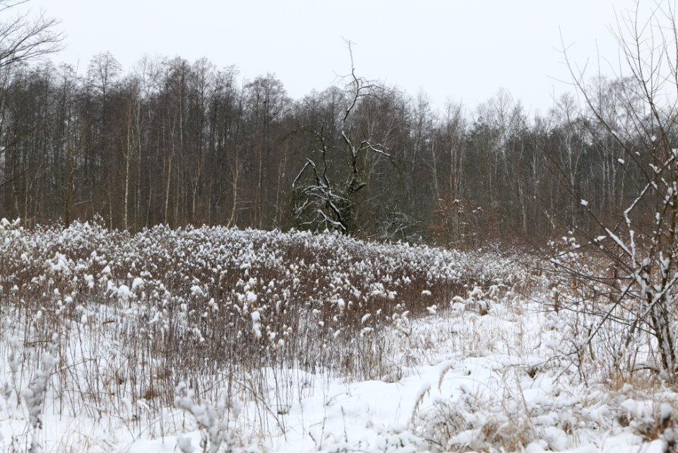 Hennigsdorfer Neuendorfer Heide with snow 2021-02-09 47