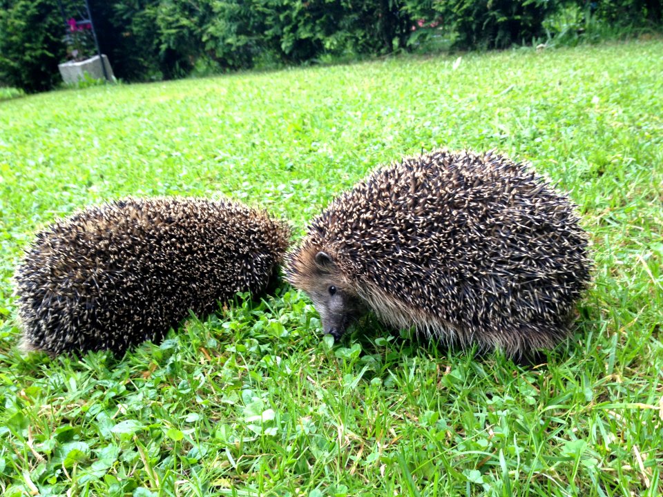 Hedgehogs Siesta