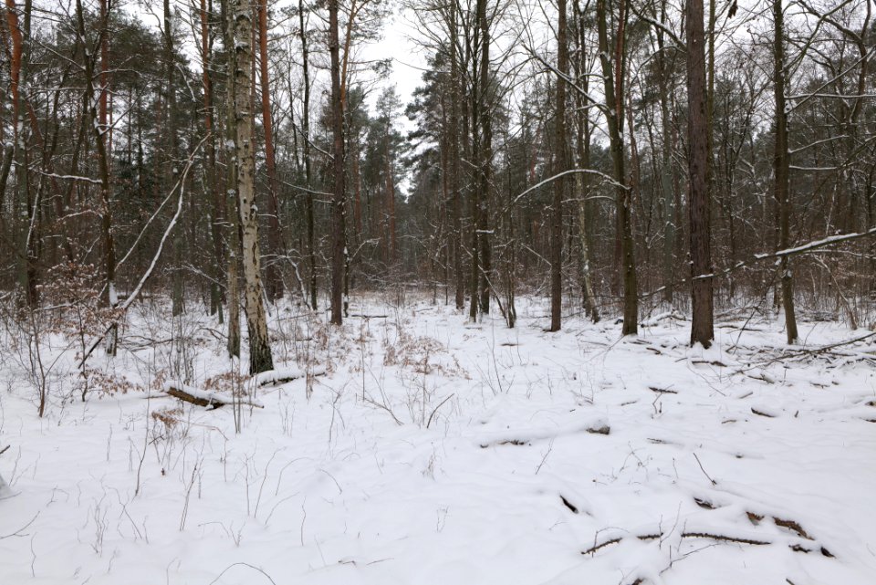 Hennigsdorfer Neuendorfer Heide with snow 2021-02-09 24