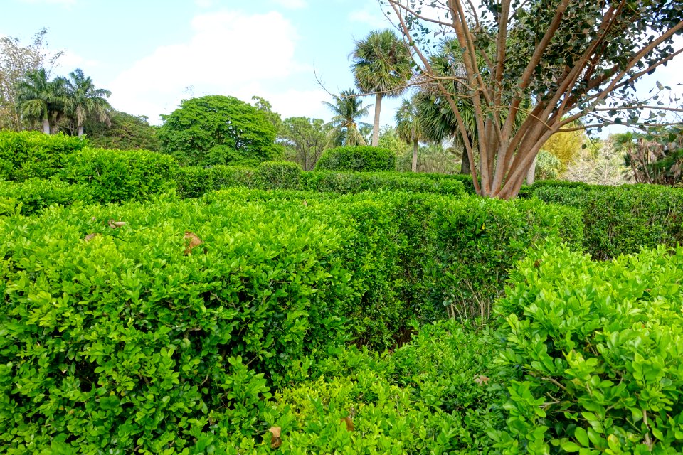 Hedge maze - Mounts Botanical Garden - Palm Beach County, Florida - DSC03785