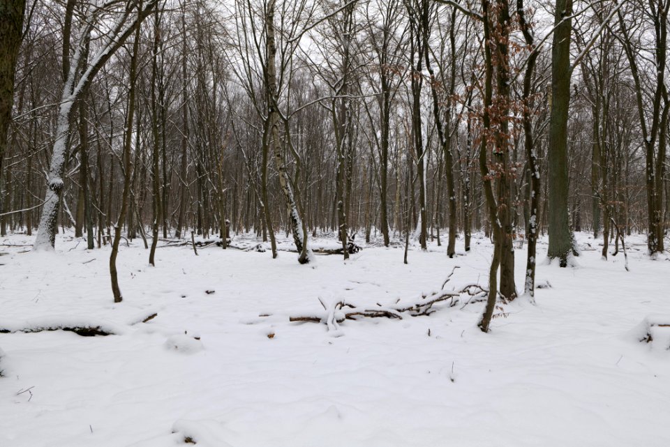 Hennigsdorfer Neuendorfer Heide with snow 2021-02-09 22