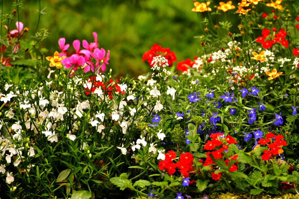 Nature garden spring