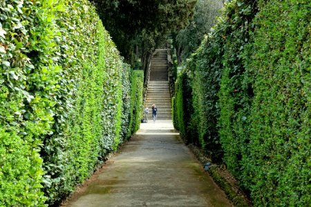 Hedges - Villa d'Este - Tivoli, Italy - DSC03931