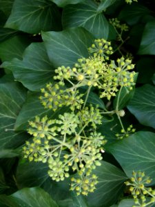 Hedera helix 2019-09-28 Dormont 03