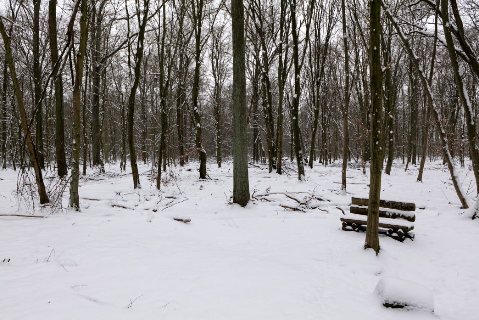 Hennigsdorfer Neuendorfer Heide with snow 2021-02-09 61