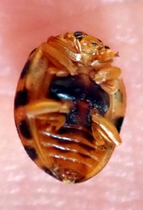 Henosepilachna vigintioctopunctata 31070906