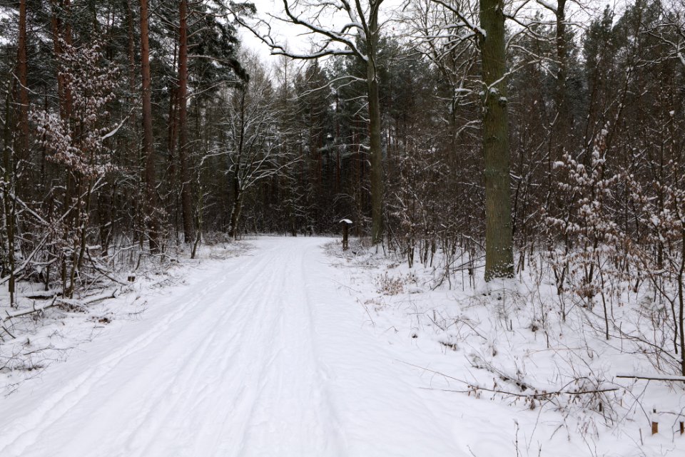 Hennigsdorfer Neuendorfer Heide with snow 2021-02-09 77