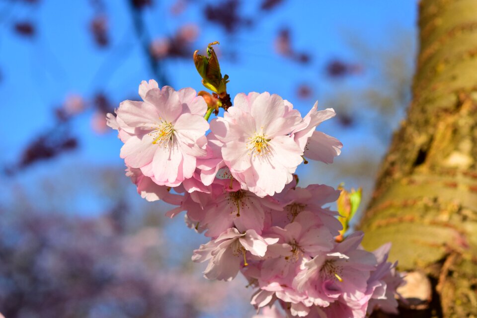 Flowers bloom cherry tree