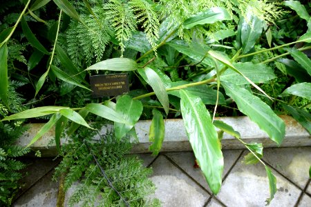 Hedychium horsfieldii (Brachychilum horsfieldii) - Conservatory of Flowers - San Francisco, CA - DSC03075