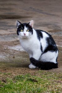 Pet animal black and white cat