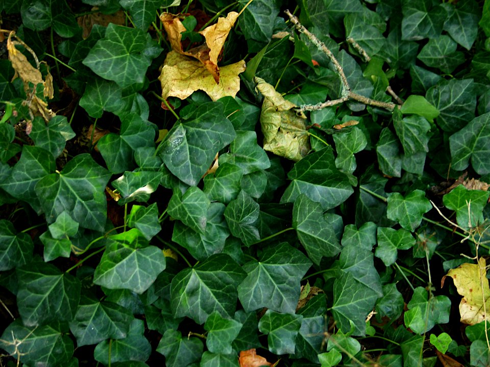 Hedera helix 2019-09-28 Dormont 05