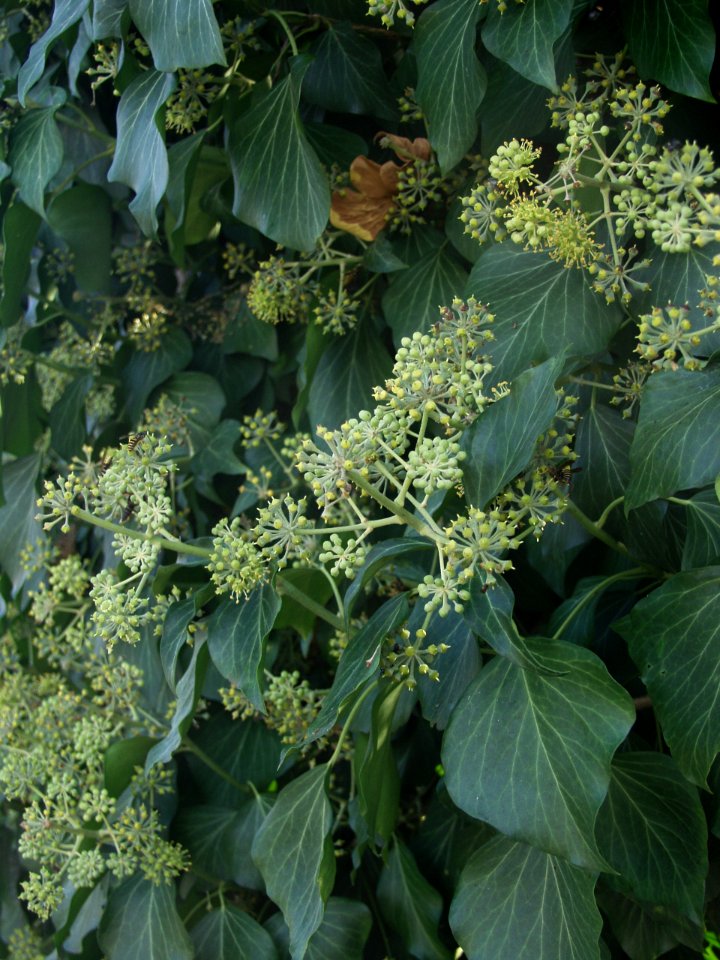 Hedera helix 2019-09-28 Dormont 02