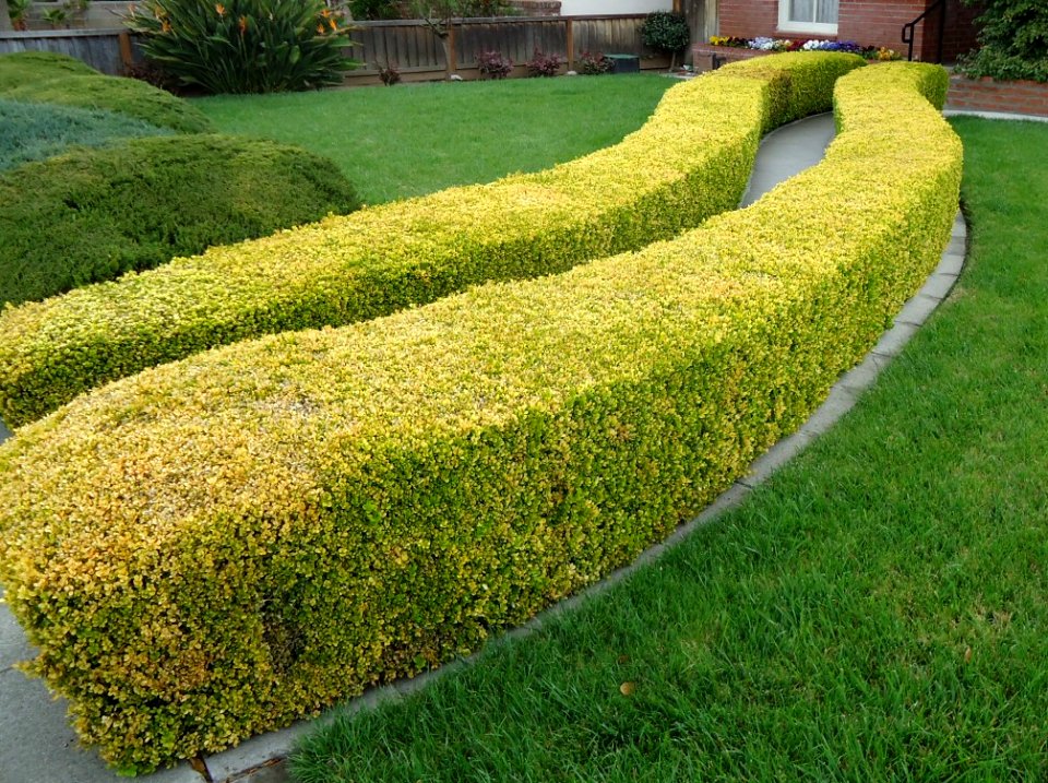 Hedges and lawn Santa Clara California