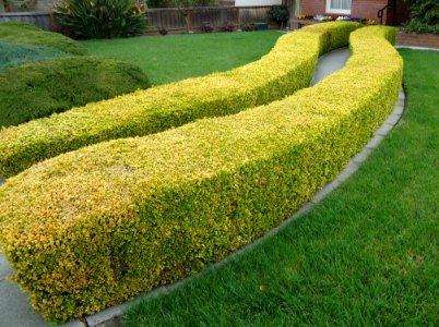 Hedges and lawn Santa Clara California