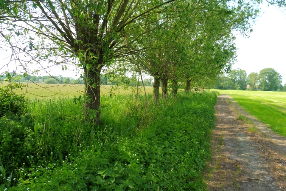 Hederaue mit Thüler Moorkomplex - 2