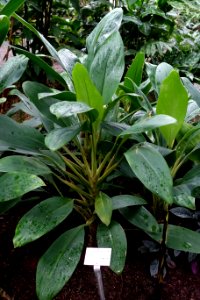 Hedychium horsfieldii (Brachychilum horsfieldii) - Botanischer Garten - Heidelberg, Germany - DSC01148
