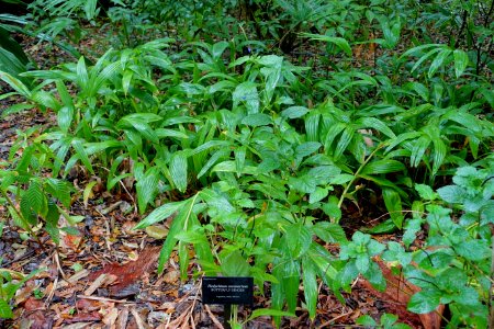 Hedychium coronarium - McKee Botanical Garden - Vero Beach, Florida - DSC03085