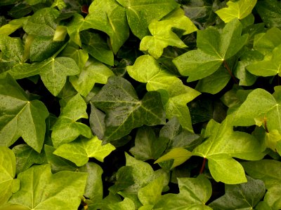 Hedera canariensis, Phipps Conservatory, 2015-03-25, 01