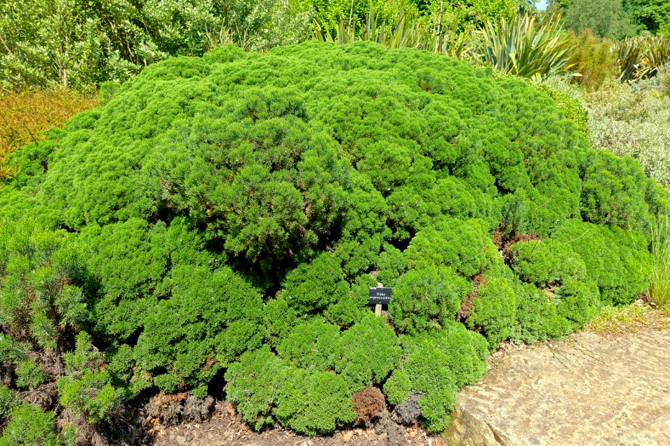 Hebe cupressoides - Savill Garden - Windsor Great Park, England - DSC05994
