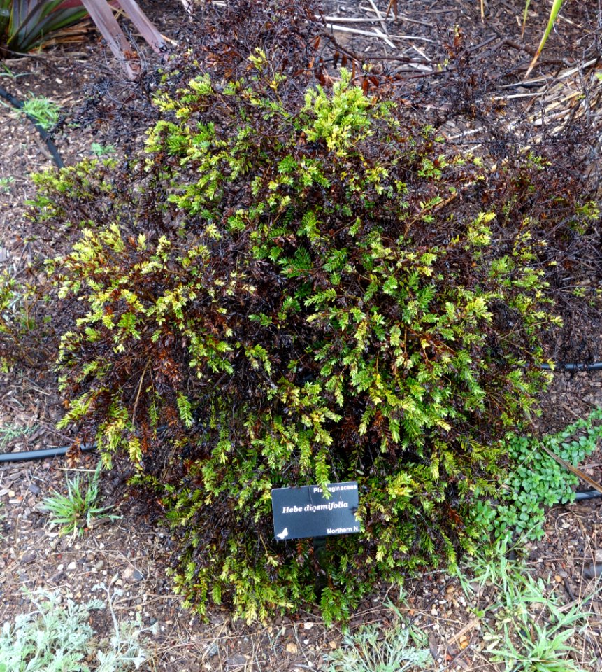 Hebe diosmifolia - UC Santa Cruz Arboretum - DSC07580