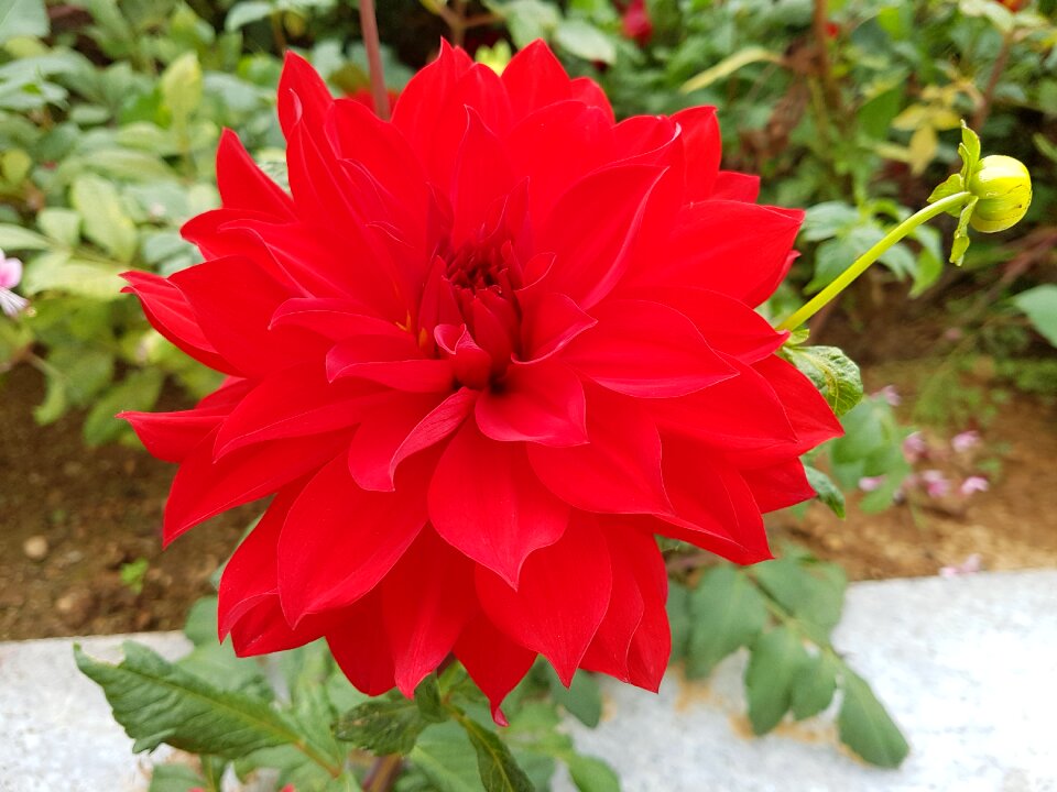Flowers red flowers nature
