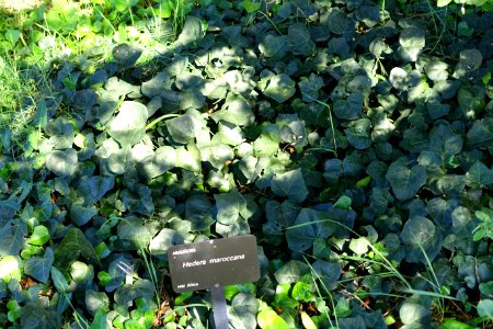 Hedera maroccana - Jardín Botánico de Barcelona - Barcelona, Spain - DSC09181