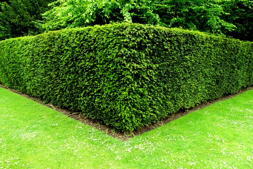Hedge - Studley Royal Park - North Yorkshire, England - DSC00773