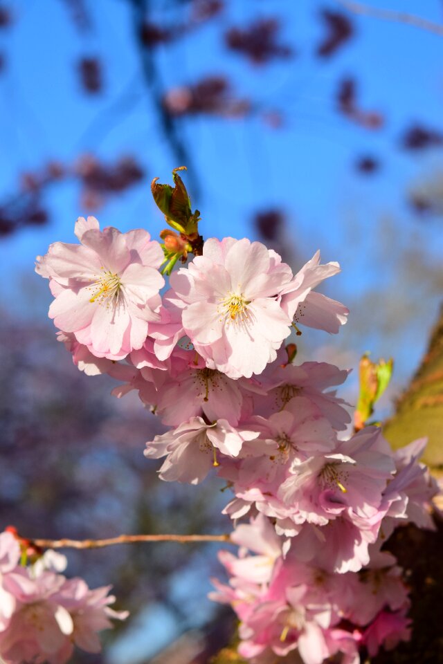Flowers bloom cherry tree