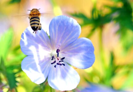 Geranium pratense insect blossom