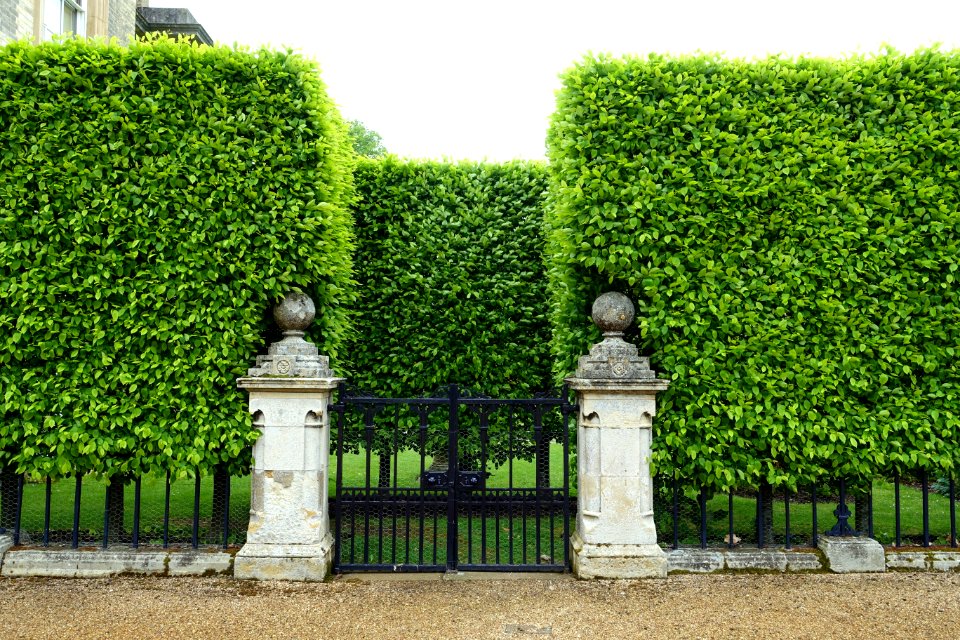 Hedge - Althorp House - Northamptonshire, England - DSC09300