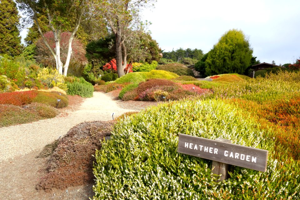 Heather Garden - Mendocino Coast Botanical Gardens - DSC02186